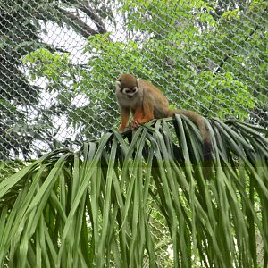 squirrel monkey guadalara zoo