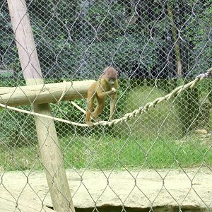 guinea baboon guadalajara zoo