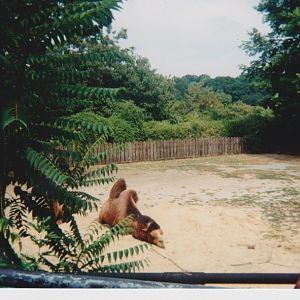 Old pictures of the National zoo