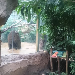 Enclosure Cock of the Rocks