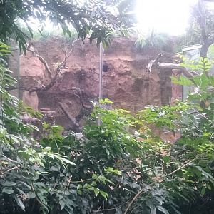 Enclosure Cock of the Rocks