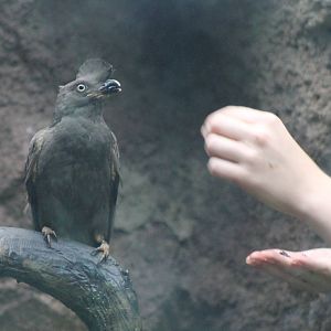 Tame female Guianan cock of the rock