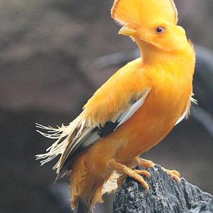 Guianan cock of the rock male