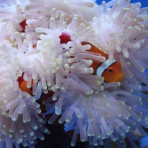 Clown fishes