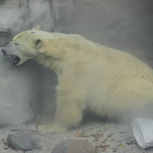 polar bear  guadalajara zoo