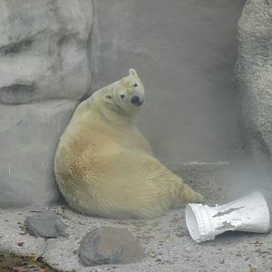 polar bear  guadalajara zoo