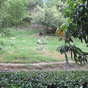 mexican wolf exhibit guadalajara zoo