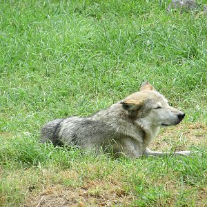 mexican wolf guadalajara zoo