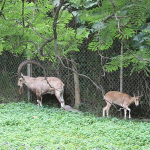 nubian ibex guadalajara zoo