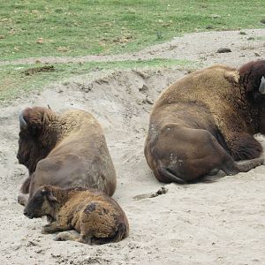 bison guadalajara zoo