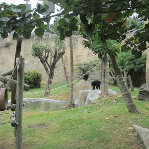 chimpanzee exhibit guadalajara zoo