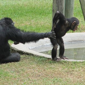 chimpanzee  guadalajara zoo