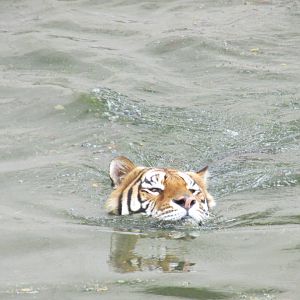 bengal tiger guadalajara zoo