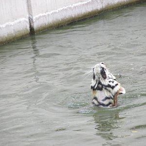 bengal tiger guadalajara zoo