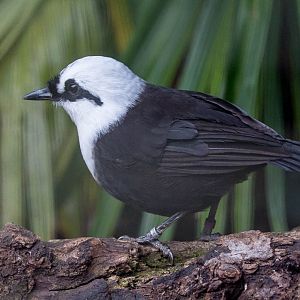 Black-and-white laughingthrush : Waddesdon : 03 Oct 2015