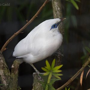 Rothschilds mynah : Waddesdon : 03 Oct 2015