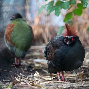 Roulroul : Waddesdon : 11 Oct 2015