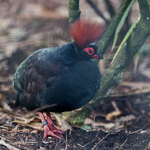 Roulroul : Waddesdon : 11 Oct 2015