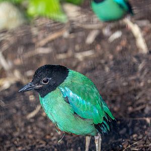 Hooded pitta : Waddesdon : 09 Oct 2015