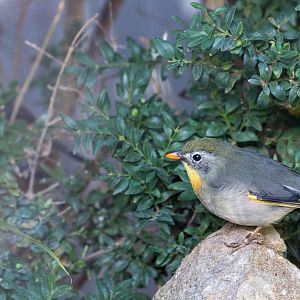 Red-billed leiothrix : Waddesdon : 09 Oct 2015