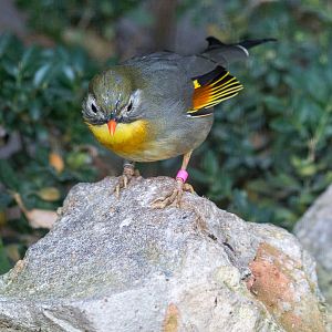 Red-billed leiothrix : Waddesdon : 09 Oct 2015