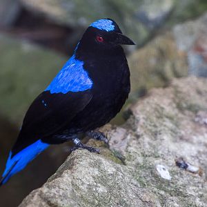 Asian Fairy-bluebird : Waddesdon : 09 Oct 2015