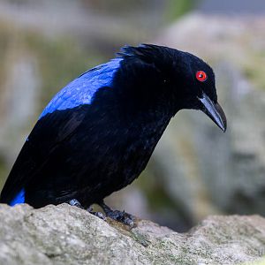 Asian Fairy-bluebird : Waddesdon : 09 Oct 2015