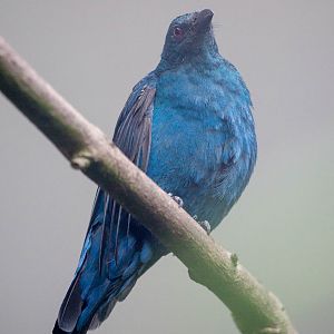 Asian Fairy-bluebird : Waddesdon : 09 Oct 2015