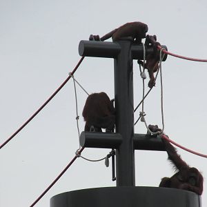 orangutans guadalajara zoo