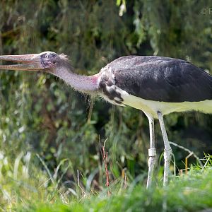 Lesser adjutant : Paignton : 23 Sep 2015