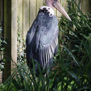 Marabou : Paignton : 23 Sep 2015