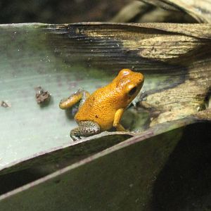 Strawberry dart frog