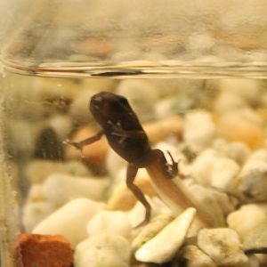 Dart frog froglet