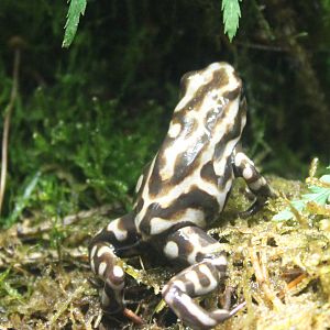 Campana dart frog