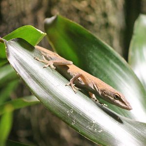 Carolina anole