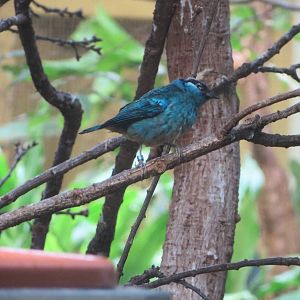 Golden-naped tanager