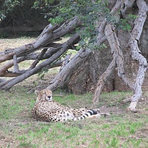 cheetah guadalajara zoo