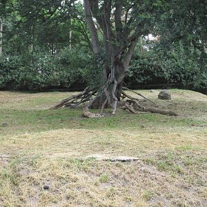 cheetah exhibit guadalajara zoo