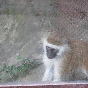 vervet monkey guadalajara zoo