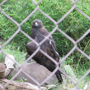 golden eagle guadalajara zoo