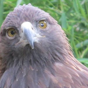 golden eagle guadalajara zoo