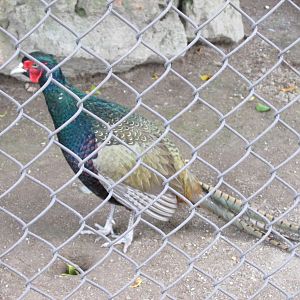 japanese pheasant guadalajara zoo