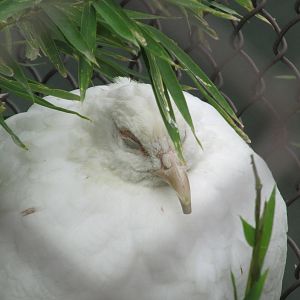 white ringtail pheasant guadalajara zoo