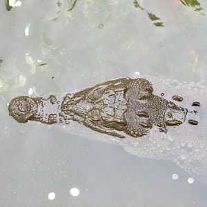 crocodile guadalajara zoo