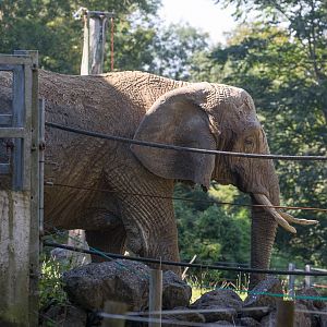 African elephant : Paignton : 23 Sep 2015