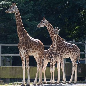 Rothschild's giraffe : Paignton : 23 Sep 2015