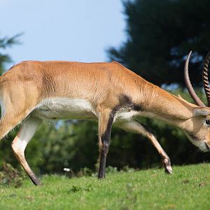 Kafue Flats lechwe : Paignton : 23 Sep 2015