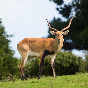 Kafue Flats lechwe : Paignton : 23 Sep 2015