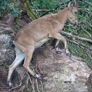 West Caucasian tur : Paignton : 23 Sep 2015