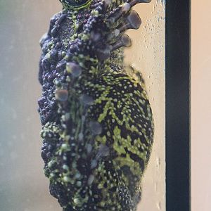 Vietnamese mossy frog : Paignton : 23 Sep 2015